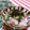 赤い電話's cooksnap of when they made おくらと長芋の梅とろろ和え.