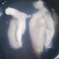マナ☆マロン's cooksnap of when they made 簡単 便利！しっとりササミ.
