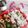 milk＊crown's cooksnap of when they made わかめと梅の彩りおにぎり★.