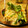 saki1010's cooksnap of when they made 茹でもやし♥ さっぱりナンプラー.