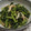 オラフ☆スパイク's cooksnap of when they made かぶの葉とおあげの炒め物.