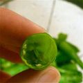とものりのもと's cooksnap of when they made 【簡単！調理の技♪】ししとうの種の取り方.