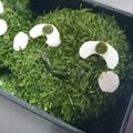 9b_pencil's cooksnap of when they made キャラ弁に♪●『まりもっこり』おにぎり●.