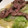 didiko's cooksnap of when they made 砂肝とちぎりレタスの塩バター炒め♪.