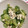 キタマニ's cooksnap of when they made きゅうりとささみのぽん酢あえ.