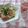 ママんま's cooksnap of when they made 焼きナスとトマトの冷製パスタ.