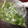 こたつねこくん's cooksnap of when they made すごく便利な冷凍刻みネギ.