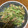 あっとりん's cooksnap of when they made ゴーヤのツナ和え、超簡単♡.