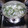 クックFTC1U6☆'s cooksnap of when they made 大根と水菜のあっさりスープ.