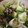 mtnorth's cooksnap of when they made 青梗菜と豚こまのにんにく炒め.