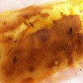 bowwow's cooksnap of when they made マーマレードdeしっとりパウンドケーキ.