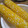 まめしばLOVE's cooksnap of when they made ＊ ゆでとうもろこし ＊.