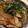 ragiragi's cooksnap of when they made 簡単★ハチミツ★鳥しそ丼.