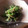 ユウズ・キッチン's cooksnap of when they made 三度豆の炒め胡麻和え.