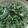 ♡Catherine's cooksnap of when they made 納豆水菜サラダ.