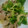 りりもこもこ's cooksnap of when they made 豚とセロリのオイスターソース炒め.