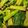 Yulian2501's cooksnap of when they made あれ？おいしい！菜の花のおひたし.