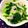 pyonpoco's cooksnap of when they made 簡単！小松菜と新生姜の風味和え.