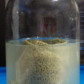みかせたろー's cooksnap of when they made 自家製酵母の作り方.