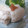 まえっちの食卓's cooksnap of when they made 夏の味覚！ハモの湯引き梅肉添え.