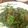 おーちゃん＠'s cooksnap of when they made 夏に！辛くない！万願寺唐辛子のじゃこ炒め.