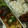 410's cooksnap of when they made 簡単☆オクラの梅肉和え.