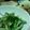 ラブザロード's cooksnap of when they made 食物繊維たっぷり！磯風味ごぼうサラダ.