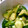 ❁❁❁❁❁'s cooksnap of when they made 乱切りきゅうりのナムル♪.