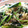 abichi's cooksnap of when they made しらすとホウレン草の焼きそば。.