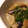 dokari's cooksnap of when they made 茄子のみぞれ煮浸し.