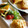 ekmasr's cooksnap of when they made 太鼓判！とうもろこしのケークサレ.