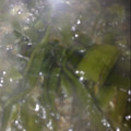★料理勉強中★'s cooksnap of when they made 茎わかめと大豆の煮物.