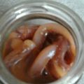 ナメツナギ's cooksnap of when they made イカの塩辛.