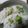 かぴーな's cooksnap of when they made 枝豆✾混ぜご飯♡.