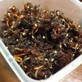青い海月's cooksnap of when they made 苦くない!大量消費!ゴーヤのつくだ煮.