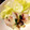 弘愛。's cooksnap of when they made ほんだし煮！ニラと白菜の肉巻き.