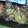 ゴンベママ's cooksnap of when they made とりのからあげ中華ねぎソース.