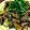 yuzusaton's cooksnap of when they made 豚肉となすびのさっぱり煮浸し風.