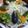 animo365's cooksnap of when they made なんでも蒸し野菜.