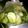 ﾋﾟﾛﾐ♡'s cooksnap of when they made おつまみに！やみつききゅうり.
