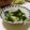 Nana983's cooksnap of when they made 塩麹で☆きゅうりとみょうがの漬物.