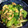 kumadakuma's cooksnap of when they made 青梗菜とエリンギのツナ和え.