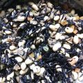 キジトラとハチワレ's cooksnap of when they made 我が家のひじきの煮物☆.