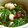まさﾁｬﾝ's cooksnap of when they made たことねぎのぬた.