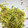 腹ペコグッピー's cooksnap of when they made ｻﾝﾄﾞにも！豆苗の粒ﾏｽﾀｰﾄﾞあえ.