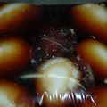 ゆうかりコアラ's cooksnap of when they made 待つだけ♪煮たまご.