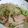のえもゆ's cooksnap of when they made スパムdeゴーヤもやし炒め.