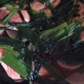 さくチャンまま's cooksnap of when they made あかうおの煮物.