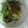 けいよせふ's cooksnap of when they made さばのグリル　香味野菜たっぷりソース.