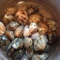 horseland's cooksnap of when they made アサリの砂だし方法.
